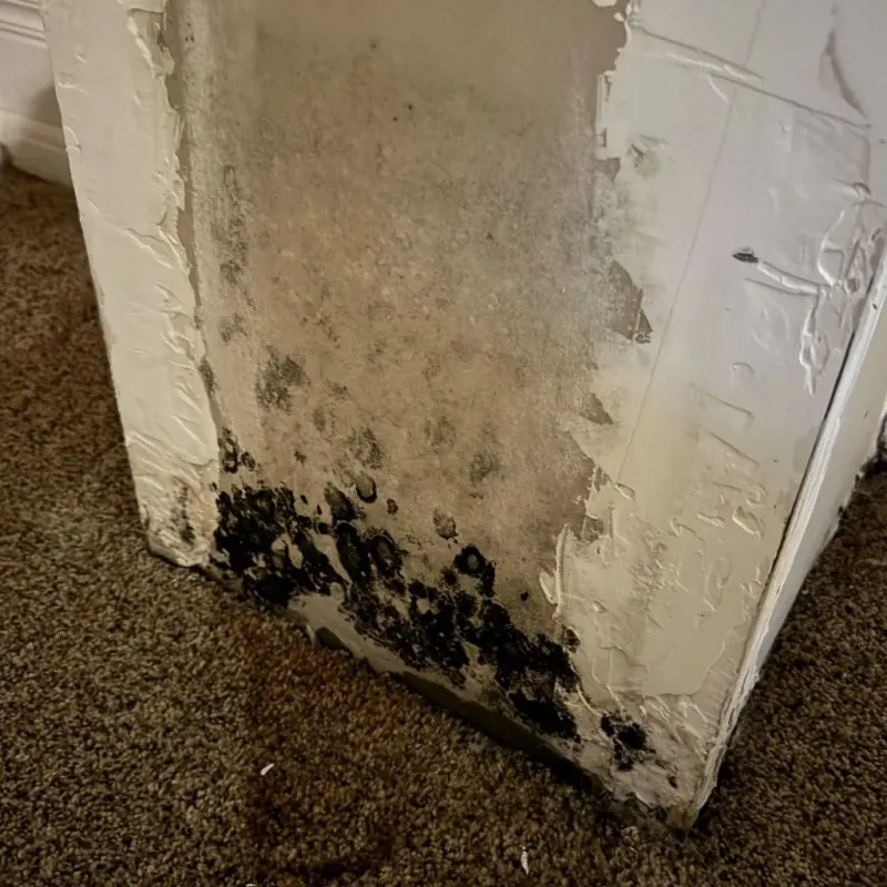 Professional Mold Removal in Harlan County, NE